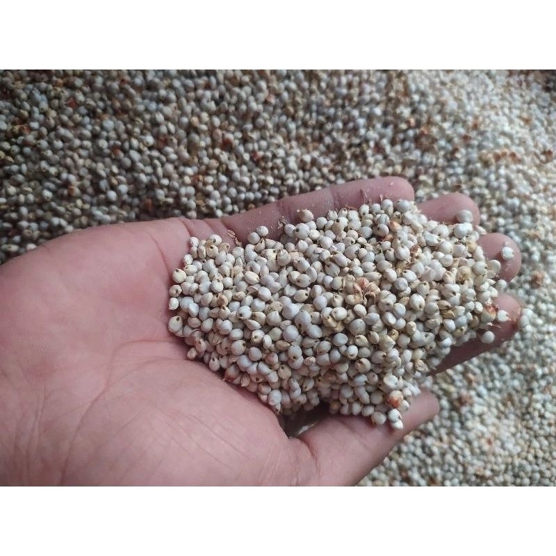

Biji Sorgum beras Sorgum fresh dari penggilingan langsung 1kg