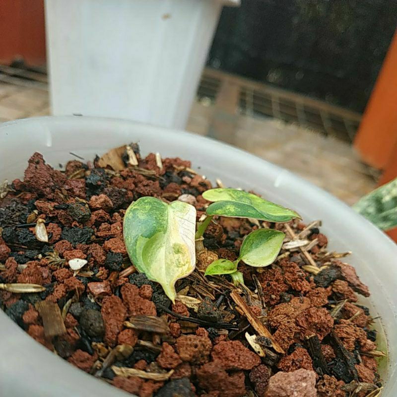 PHILODENDRON BILLIETIAE VARIGATA BABY