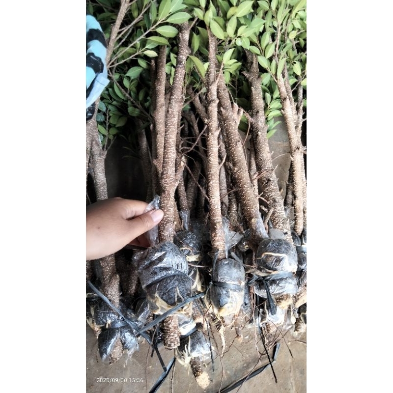 Bibit Kimeng cangkokan jempol tangan 1 meter up