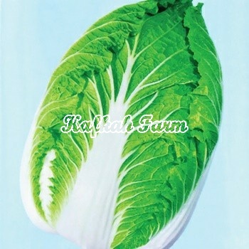 Benih 25 Biji Sawi Putih EIKUN