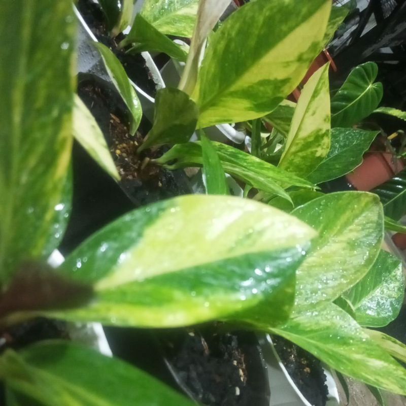 ANTHURIUM JEMANI VARIGATA