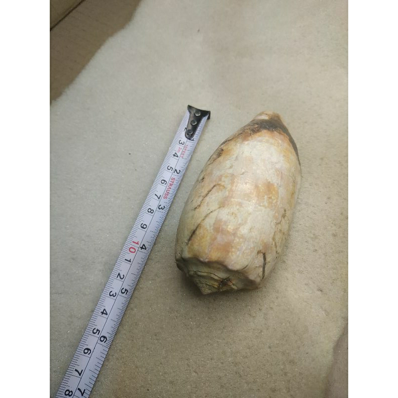 cangkang purba besar