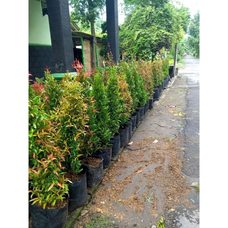 PUCUK MERAH TINGGI 1 METER