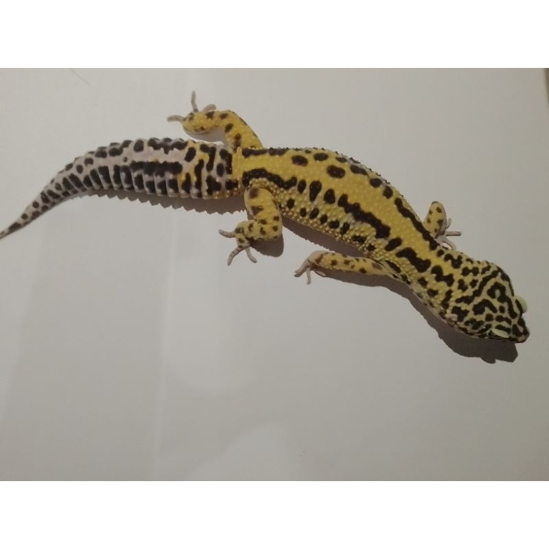 Mainan Anak Leopard gecko Jumbo
