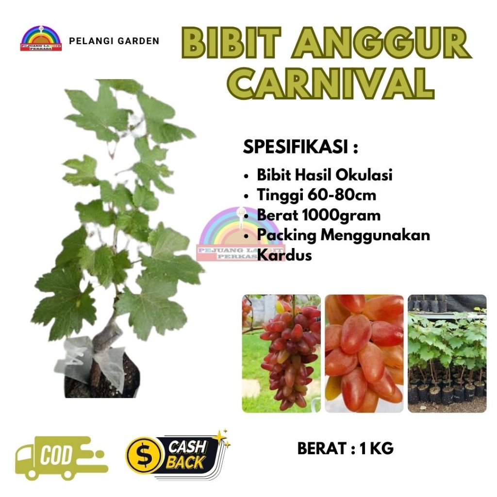 Bibit Anggur Carnival, Bibit Anggur Carnival Grafting, Bibit Anggur Import