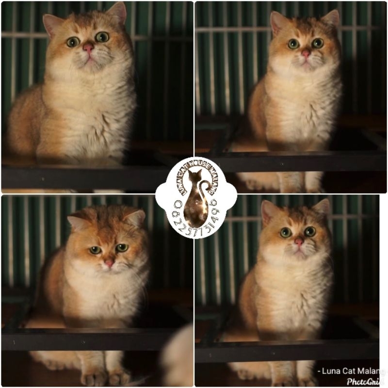 kucing british golden