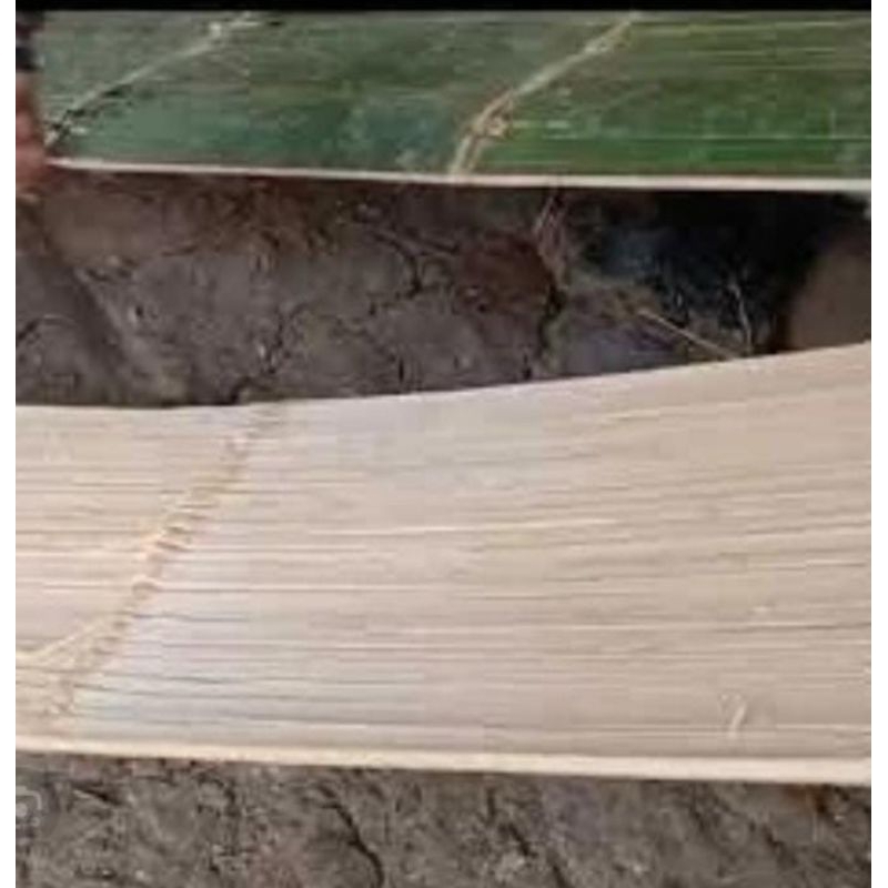 Talupuh/Palupuh bambu Gombong hijau