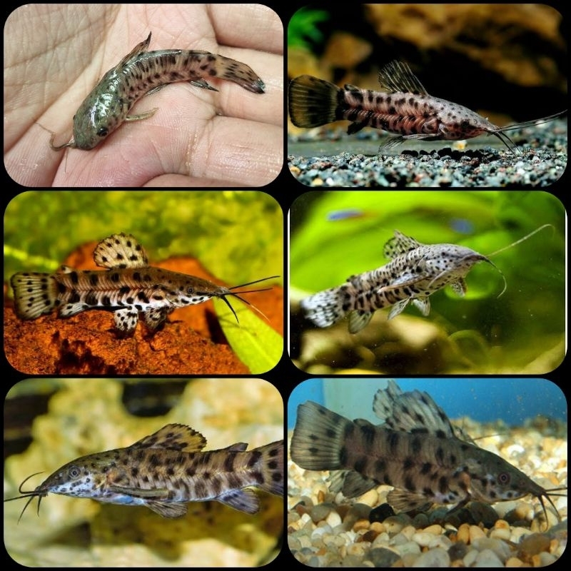 ikan hoplo catfish untuk aquarium dan aquascape