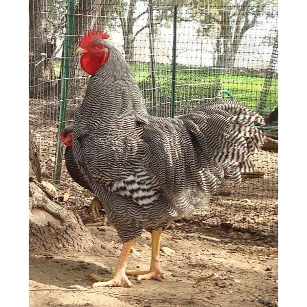 

TELUR FERTIL AYAM PETELUR HANDAL BARRED ROCK ORI UNTUK DI TETASKAN