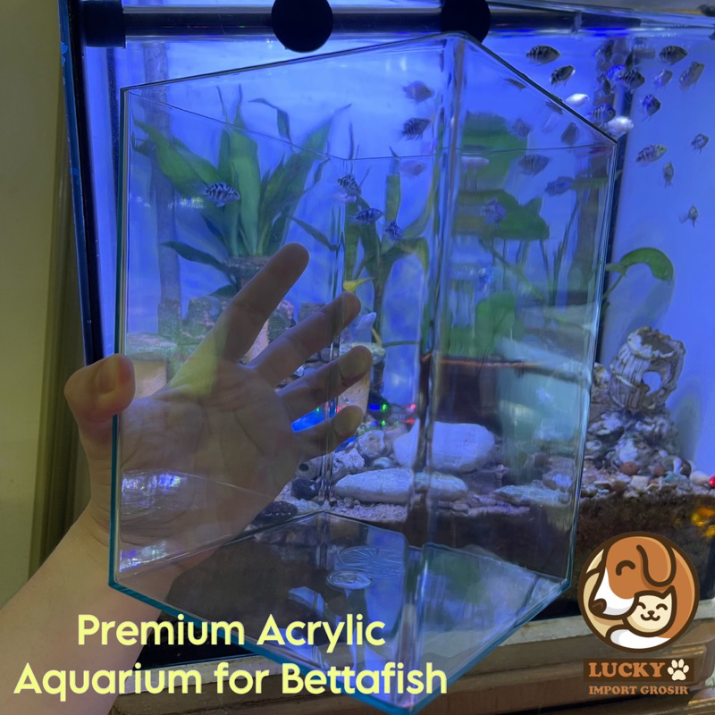 Aquarium Akrilik Cupang Channa Premium Soliter 4 dan 2 Liter Murah Bening Polos