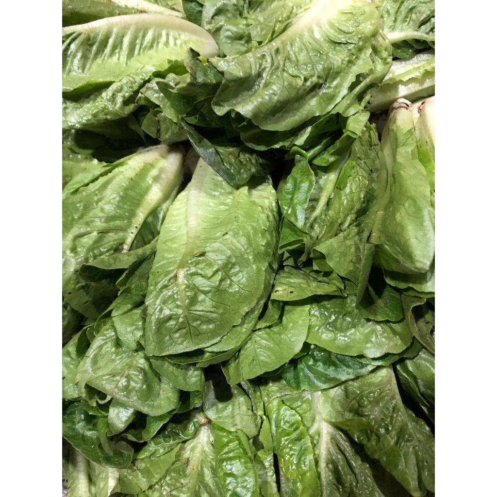 

Selada Romain 500 gram