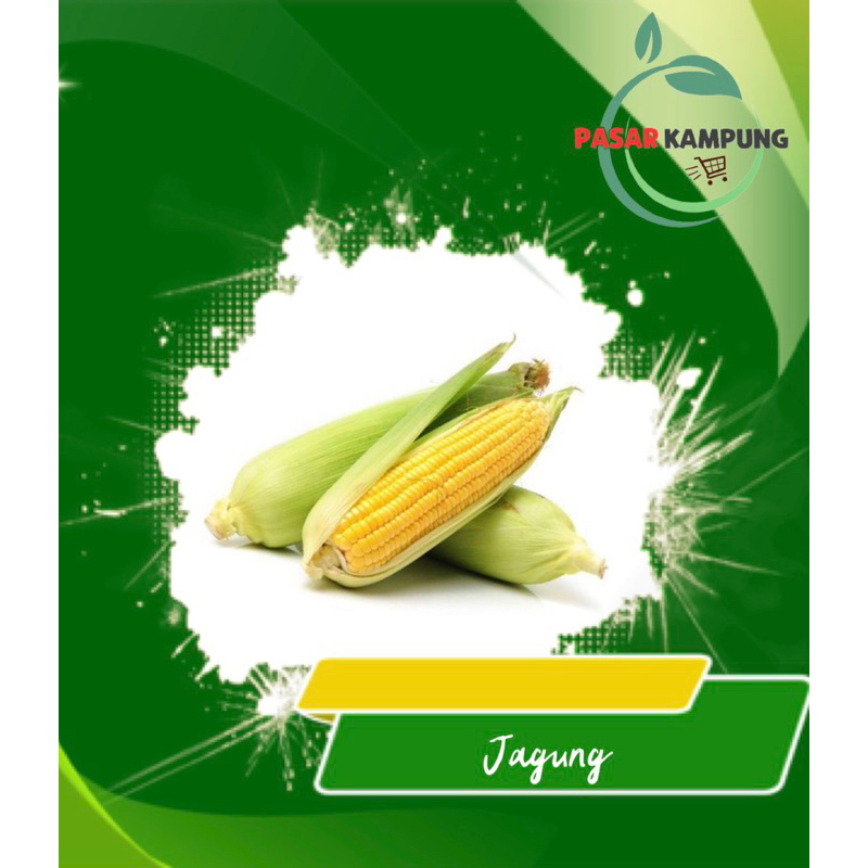 

Jagung manis -+1 kg