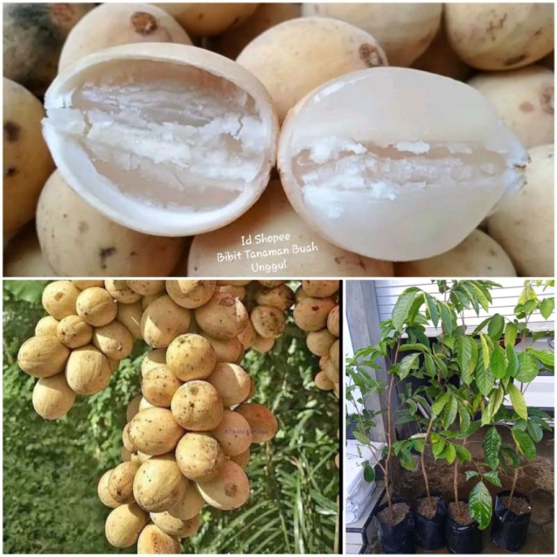 Bibit Duku Tanpa Biji (Duku non biji/ Dukong/ Duku Malaysia)