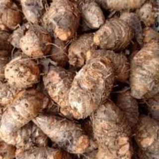 

BIANG KUNYIT SEGAR 1 KG (SUDAH DICUCI)