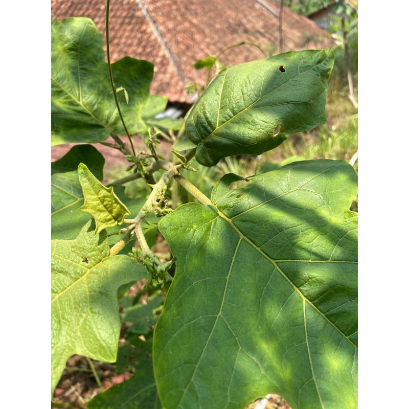 

Daun cepokak segar petik langsung 1 kg-az