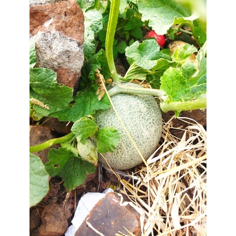 

melon