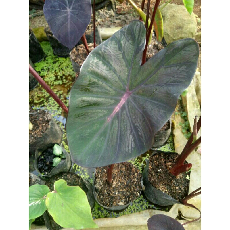 colocasia_black_lava