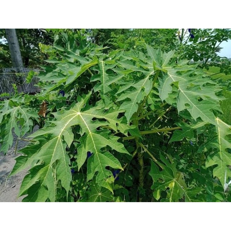 

DAUN PEPAYA SEGAR || FRESS PETIK