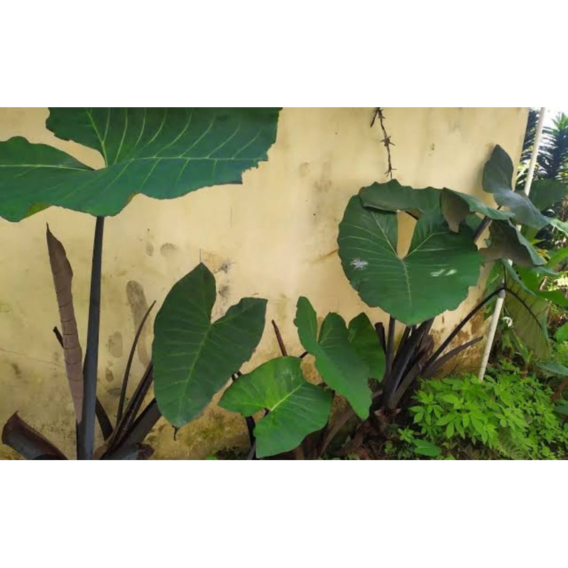 

Daun talas hitam talas wulung segar 30 lembar petik langsung-az