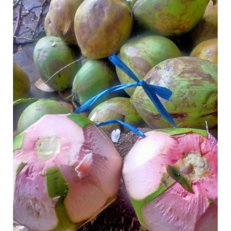 

Kelapa hijau / Dengan hijau 1 buah