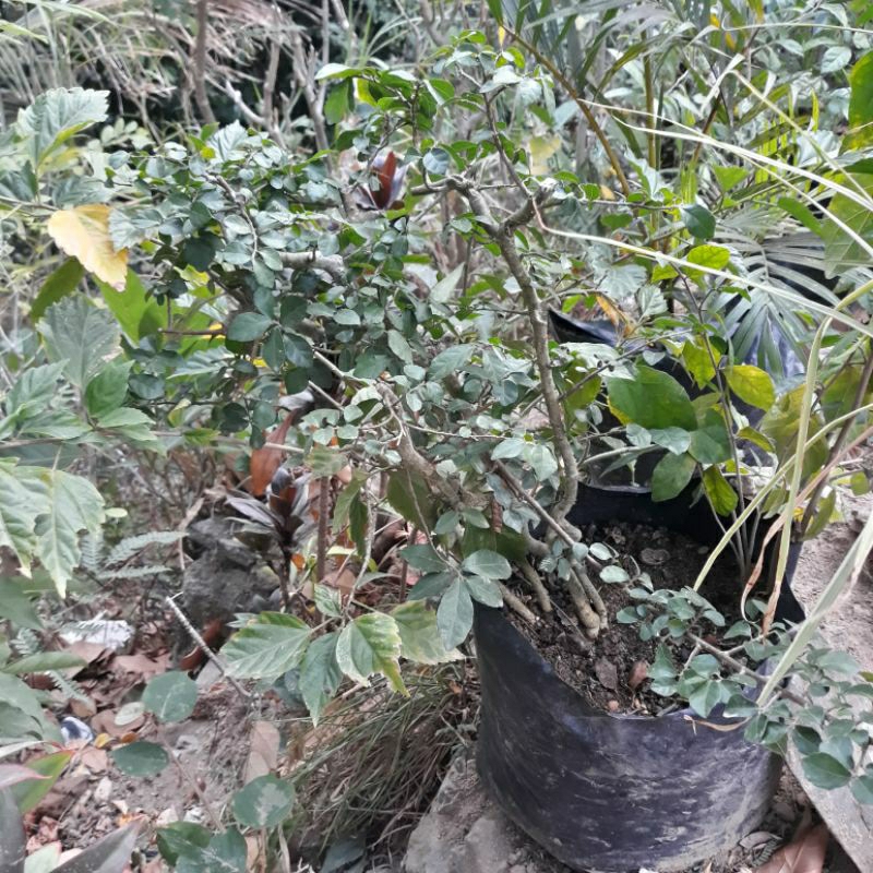 bahan bonsai serut bakalan bonsai serut