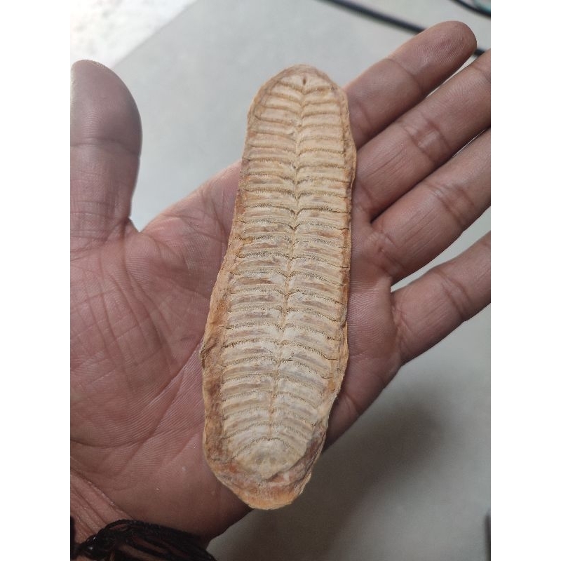 

ikan tempel ganjil asli termurah