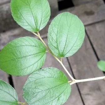 

DAUN BIDARA PER PAKET