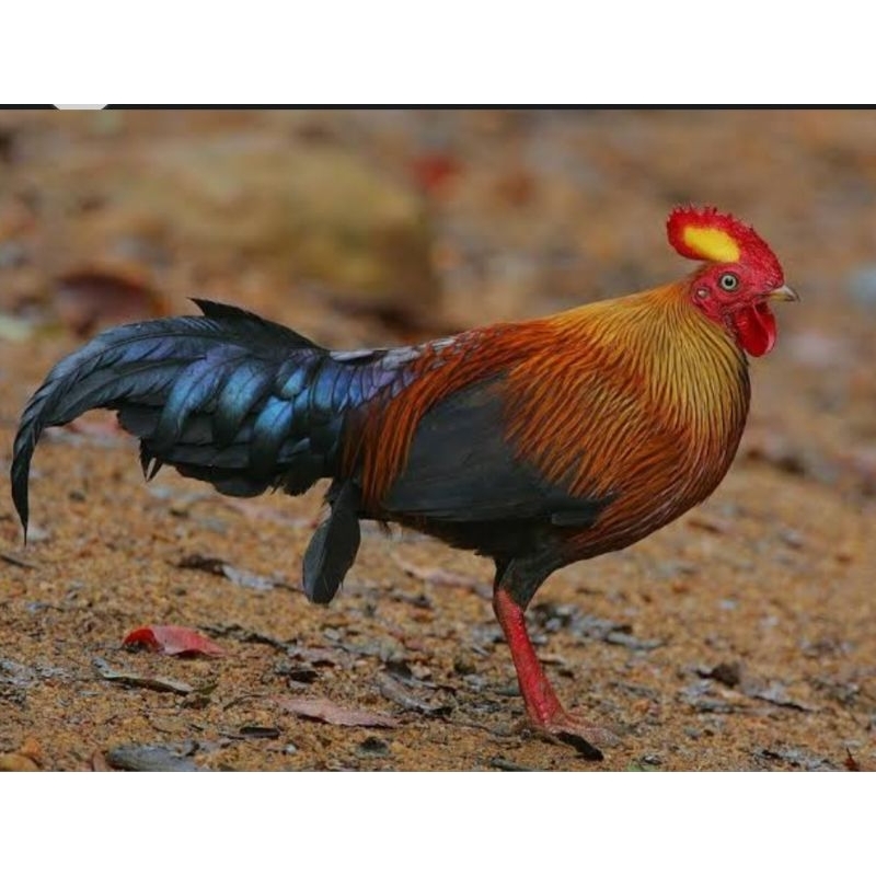 

telur ayam hutan sri lanka