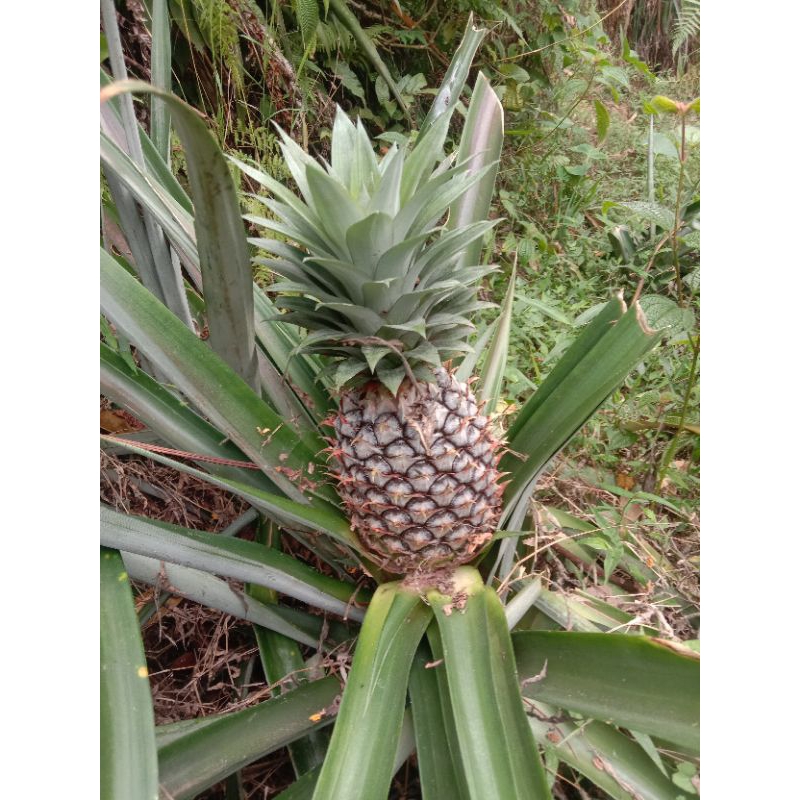 

jual nanas muda fress