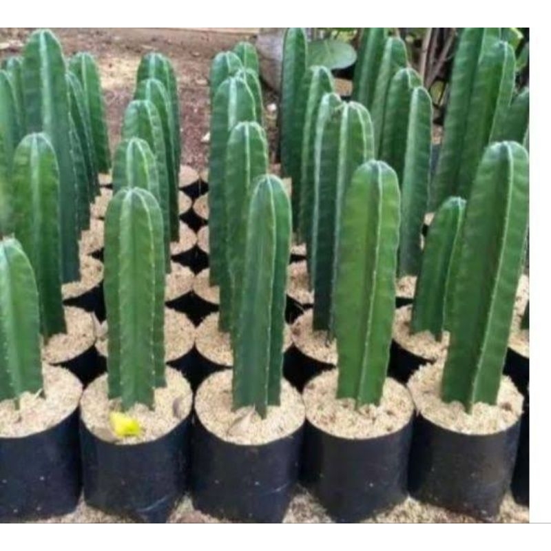 Kaktus Koboi - Tanaman Kaktus koboi - sudah berakar