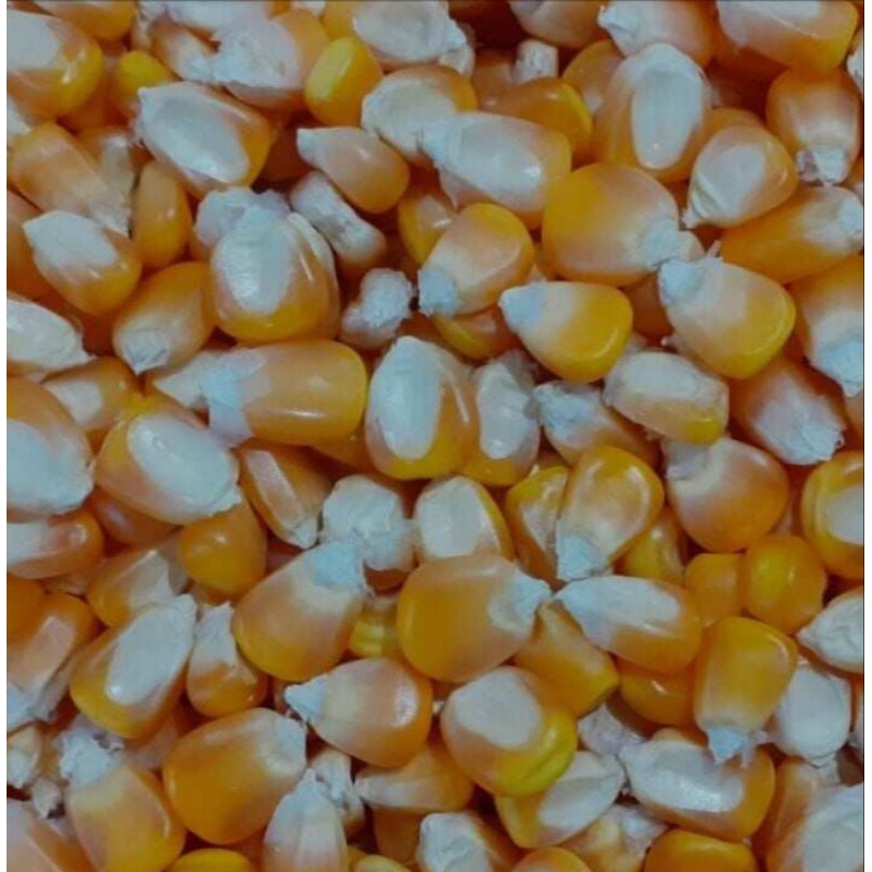 

Bibit Jagung lokal (kampung) 1 kg