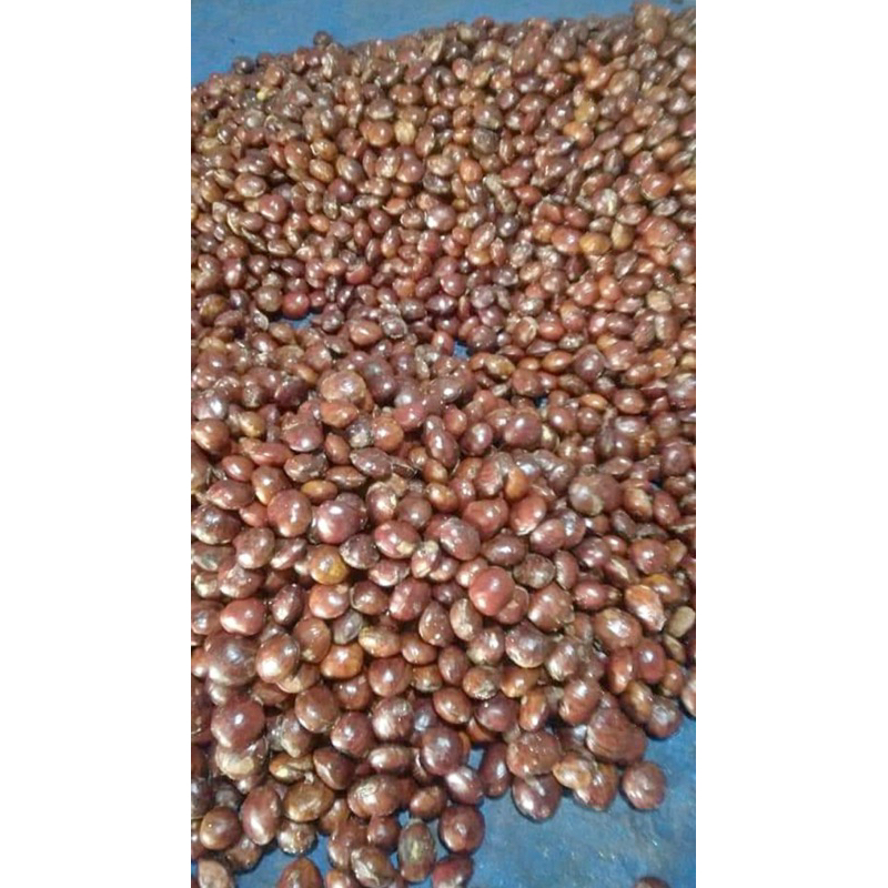 

jengkol per 5kg