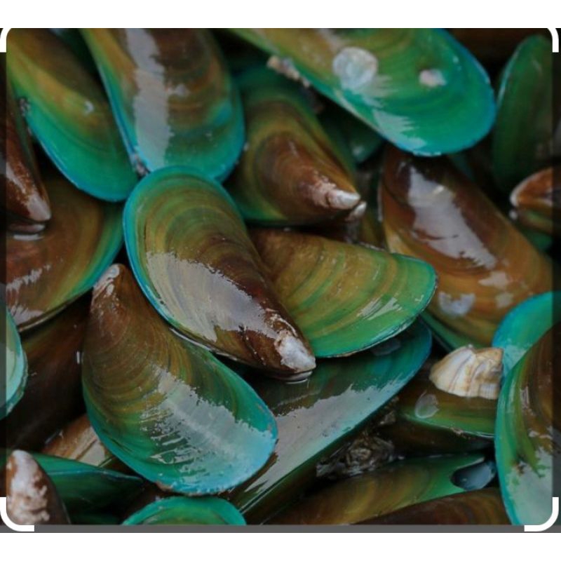 

Kerang Hijau