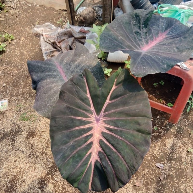 Tanaman hias Colocasia pana asmara siap tanam hybrid indonesia