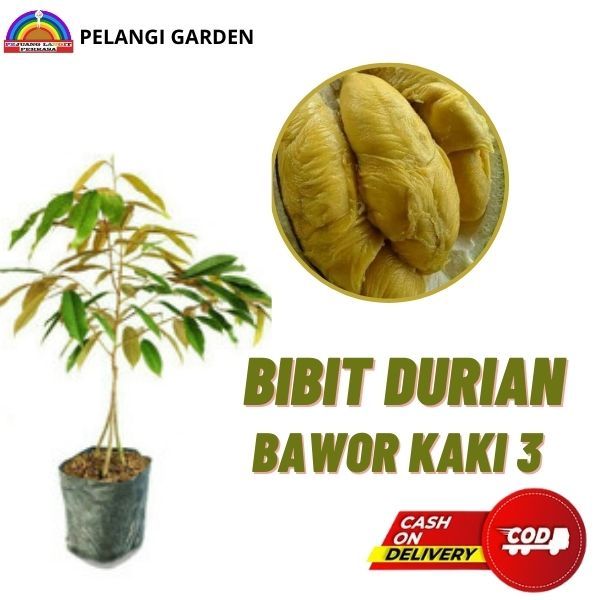 Bibit Durian Bawor Kaki 3 Terbaik, Bibit Durian Bawor Kaki 3 Cepat Berbuah