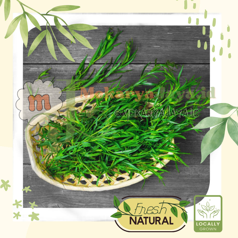 

MJ-Fresh] - Daun Tarragon Segar / Dragon's-Wort Leaves Fresh