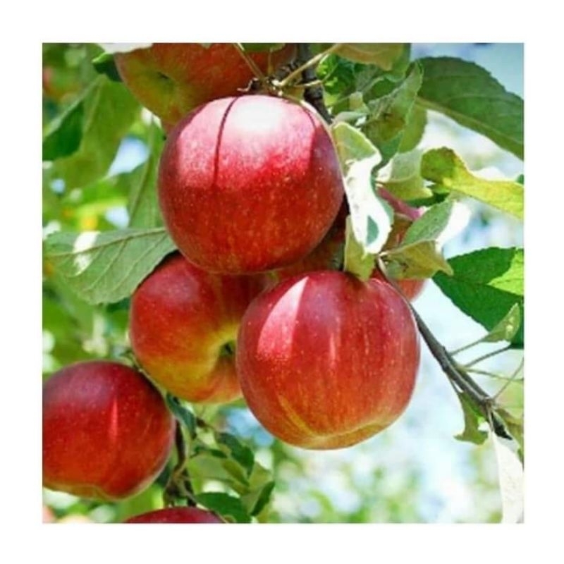 bibit apel fuji
