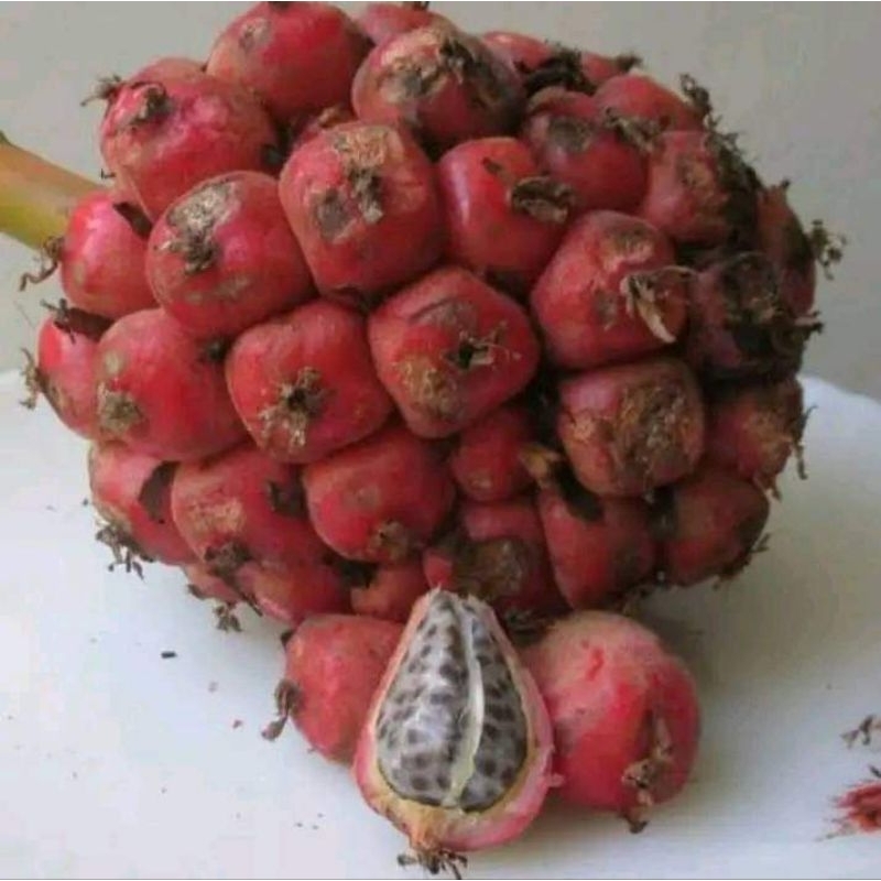 

Buah Honje Segar/ Acem Patikala Cikala 1 KG Stok Terbatas