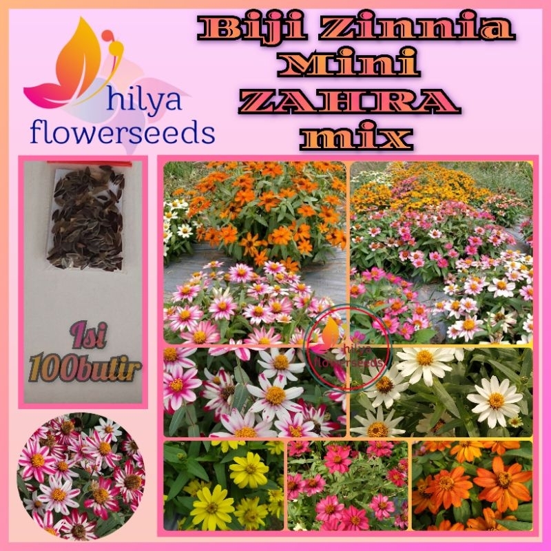 Biji Benih Bunga Zinnia Mini MIX Dan Perwarna