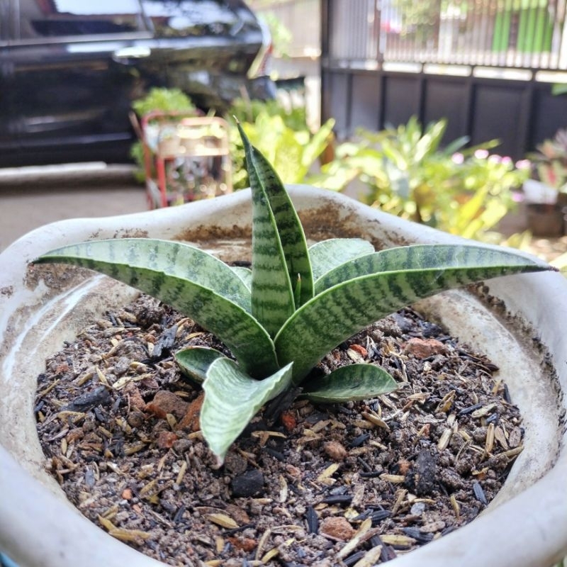 Sansevieria Hibryd Marsha Anjani