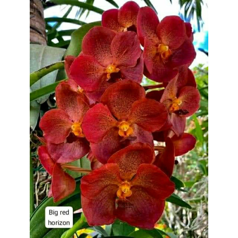 Anggrek Vanda big red horizon dewasa spike +pot anggrek Vanda bunga merah berbintik niming tanamanhi