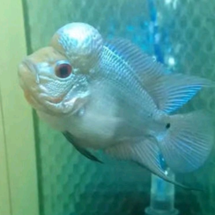 

packing gratis thaislik blue louhan berkualitas