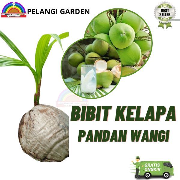Pohon Kelapa Pandan Wangi, Pohon Kelapa Pandan Wangi Unggul