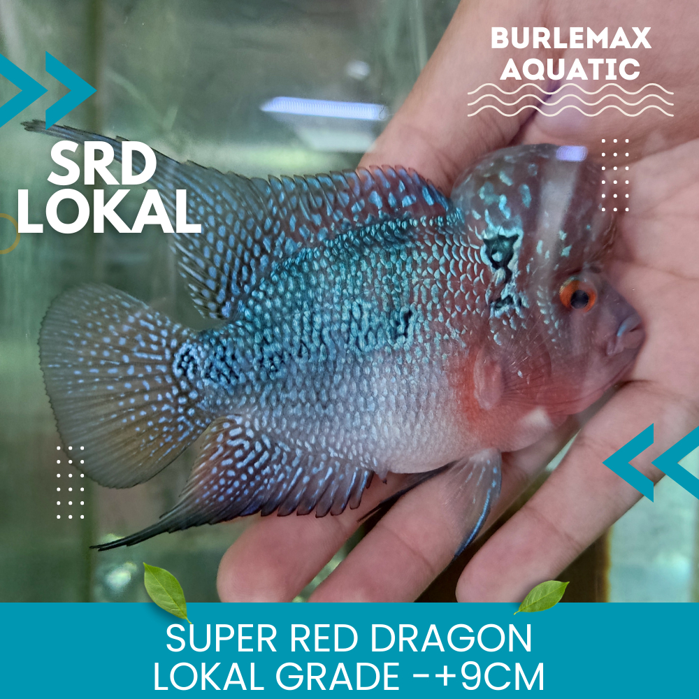 Lohan Louhan SRD Cilnong Lokal Grade -+9cm
