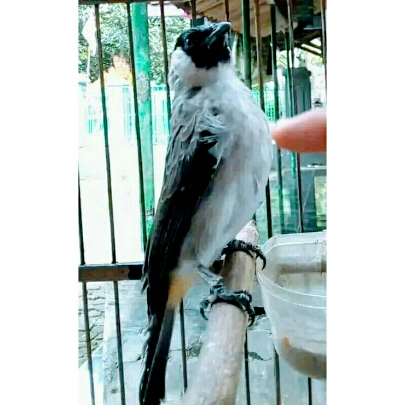 Burung kutilang mulai gacor/usia 11bulan