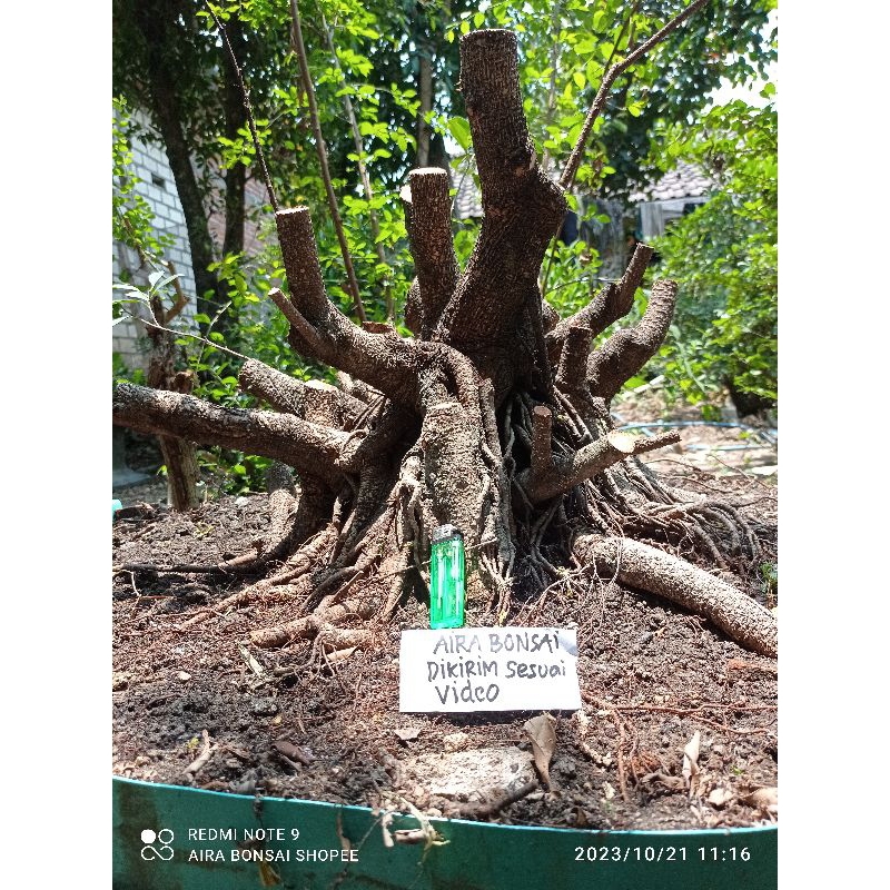 Bahan bonsai kimeng besar prospek