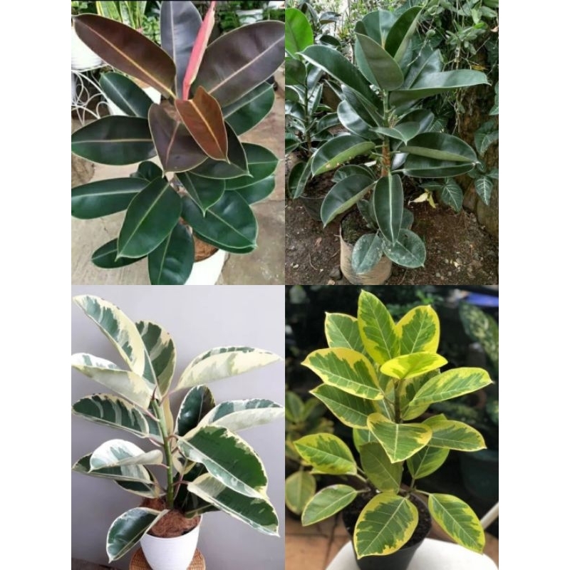 ( BISA COD) PAKET 4 TANAMAN HIAS KARET KEBO - MERAH - HIJAU -VARIEGATA - KUNING - // tanaman karet k