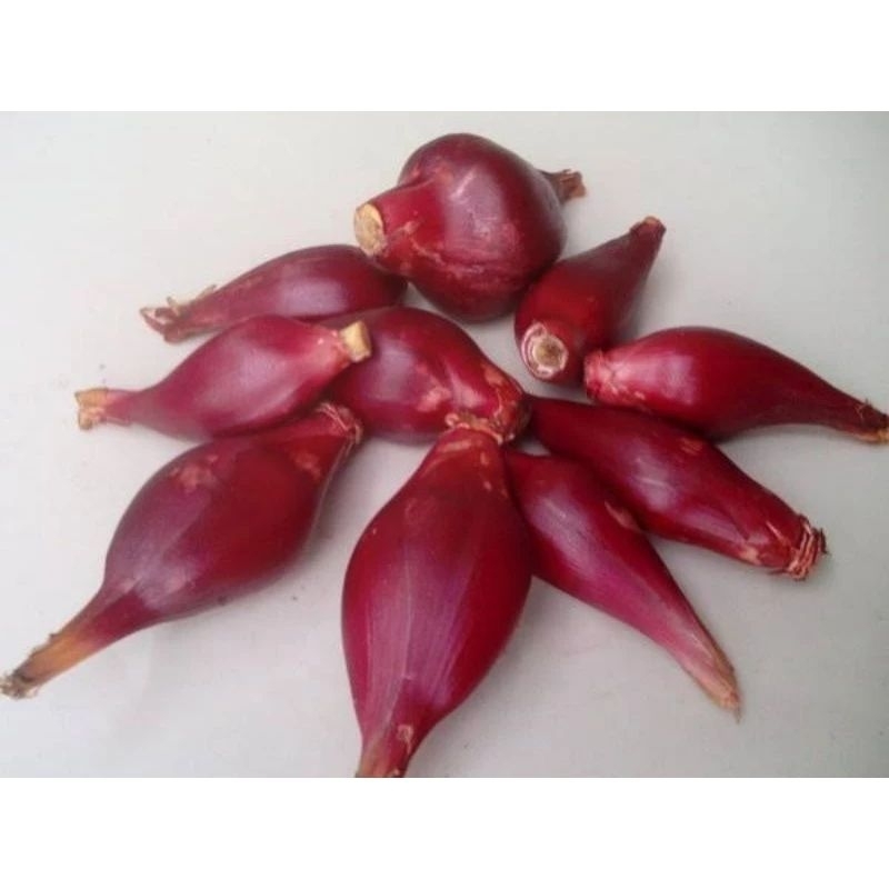 

BiBit Bawang Dayak per batang