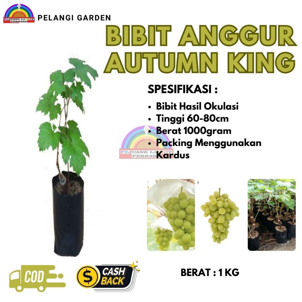 Bibit Anggur Autumn King, Bibit Anggur Import Autumn King