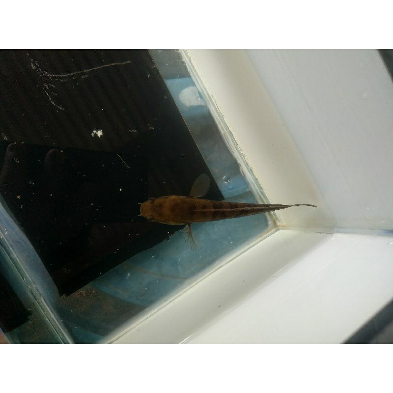 Channa maru red barito